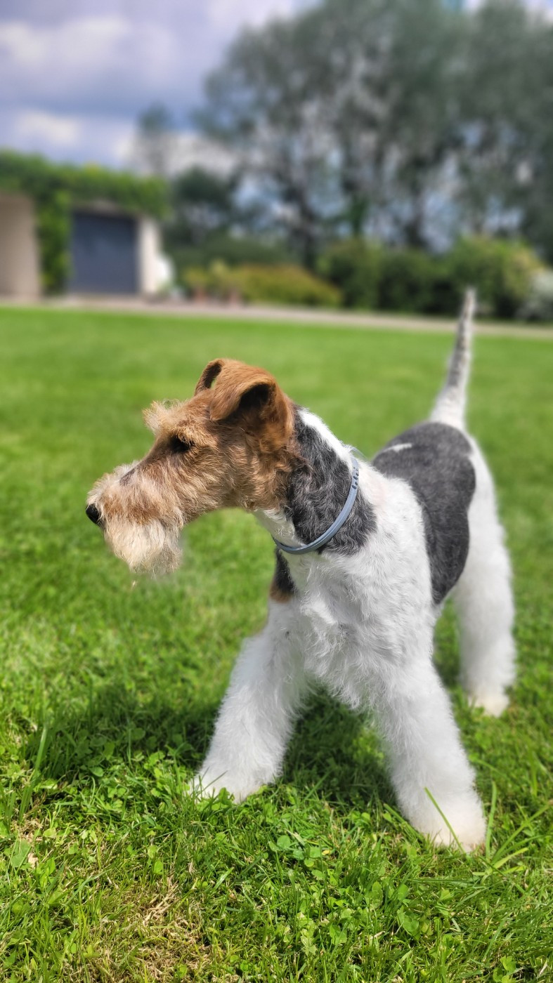 Pupille De la rose magique