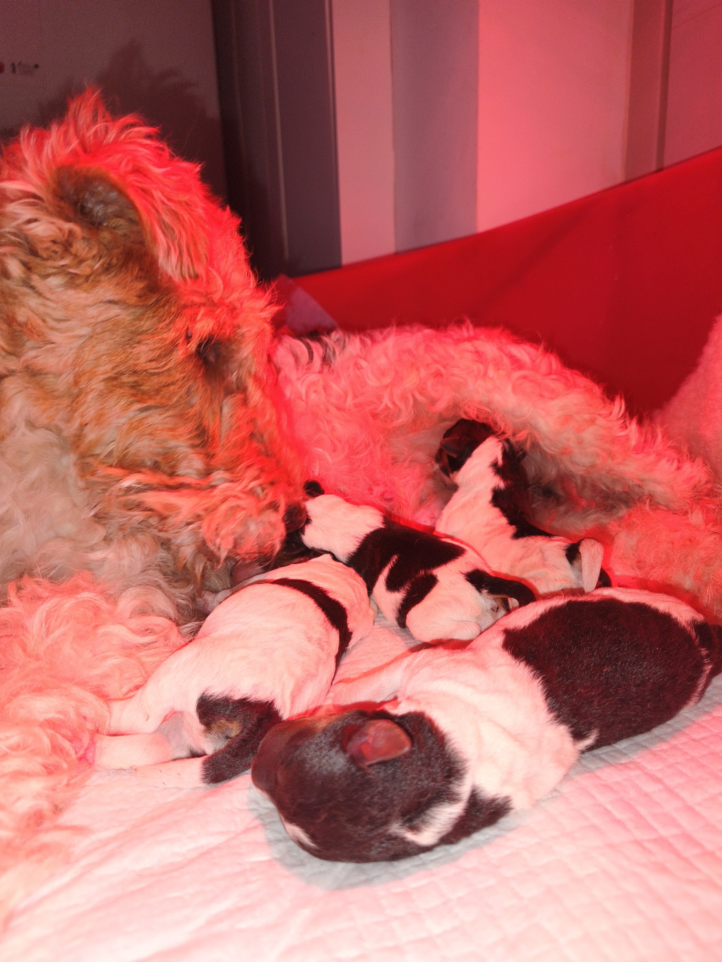 Chiot Fox Terrier Poil Dur Du Mont Des Foxs