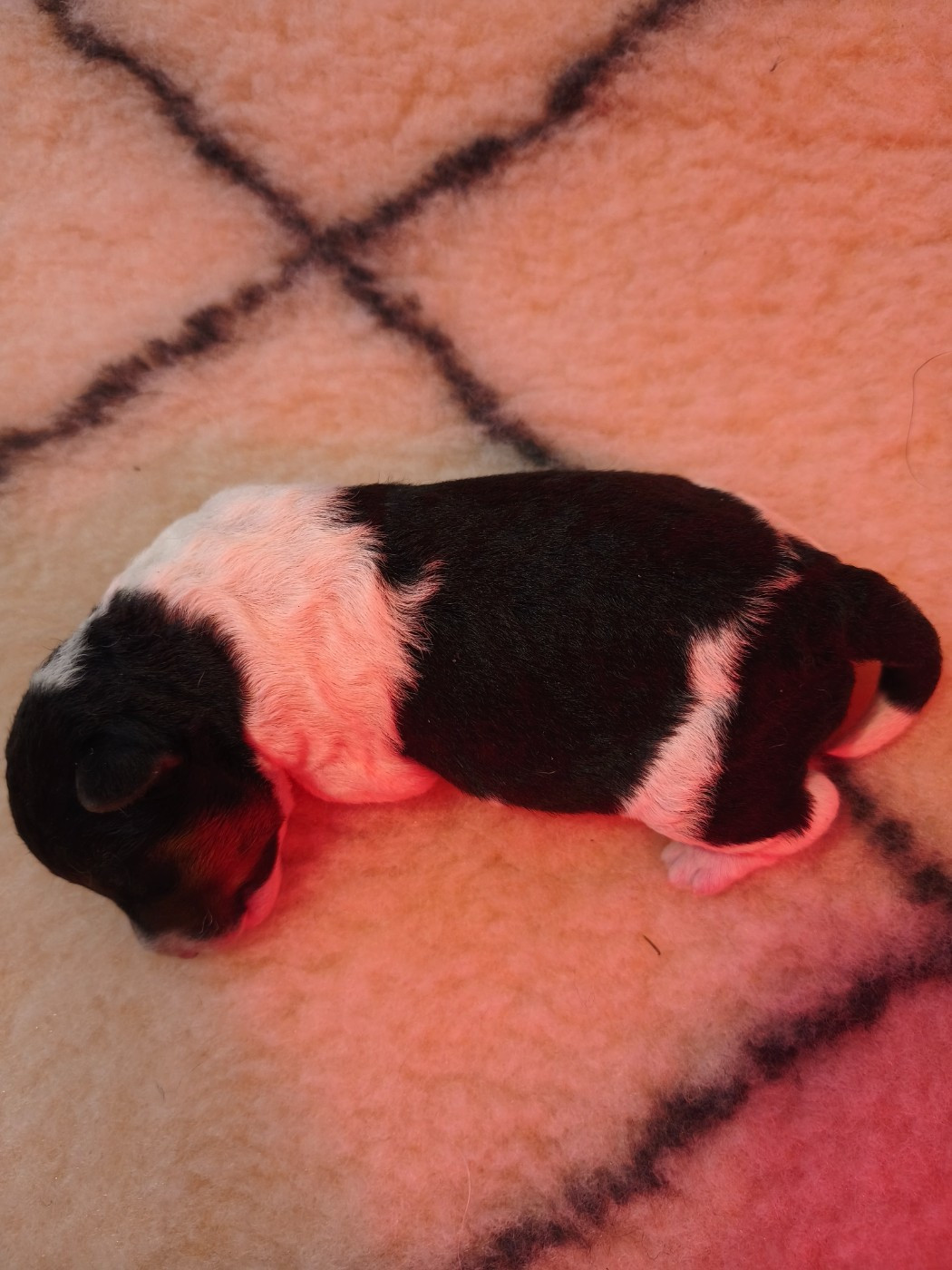 Du Mont Des Foxs - Chiots disponibles - Fox Terrier Poil Dur