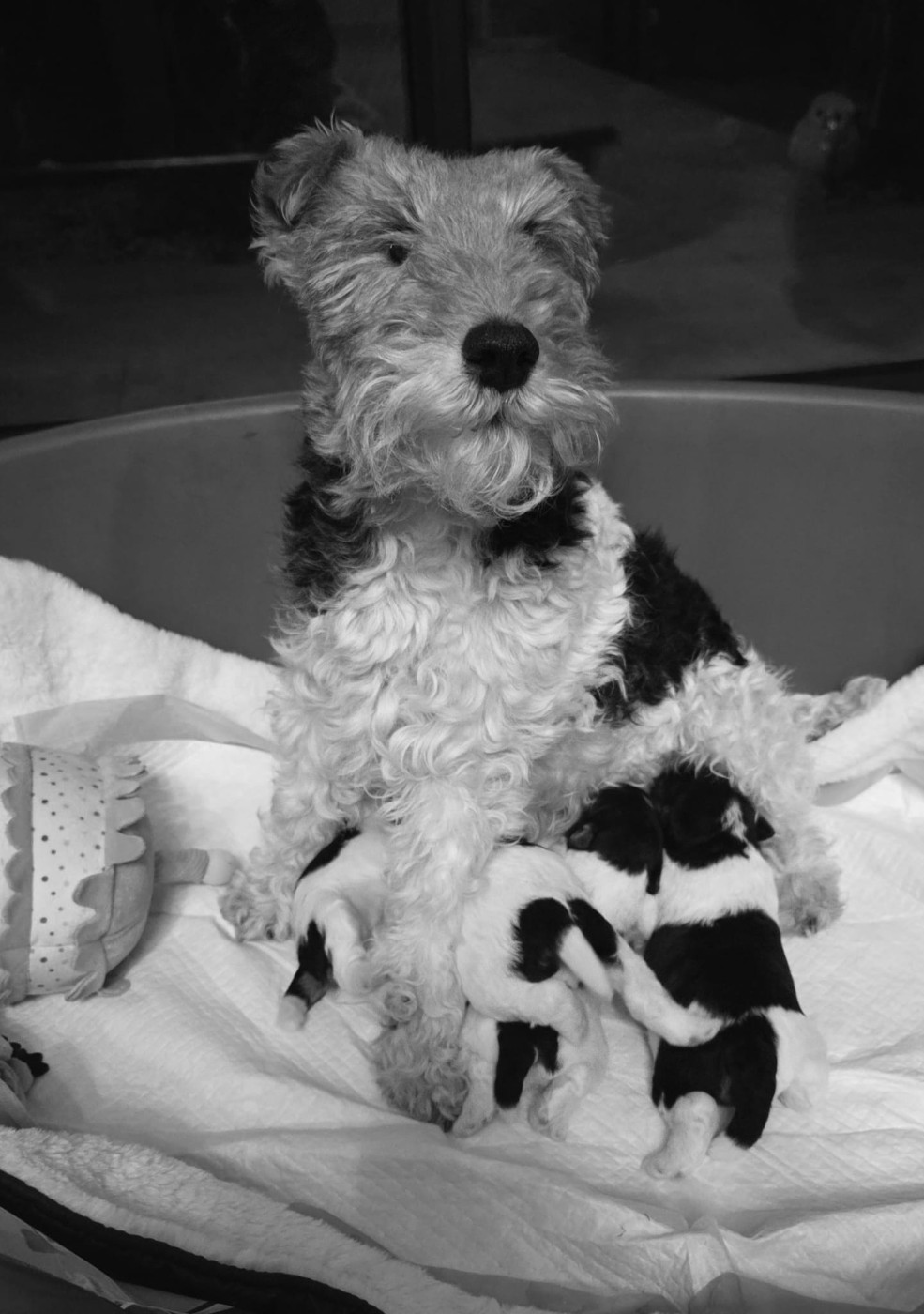 Chiot Fox Terrier Poil Dur Du Mont Des Foxs